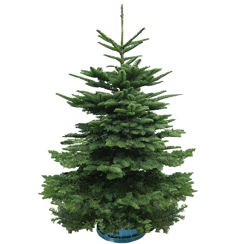 [Pre-Order] Real Christmas Tree - Premium Grade Noble Fir (Imported from USA)